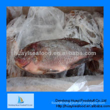new fresh frozen fish frozen tilapia